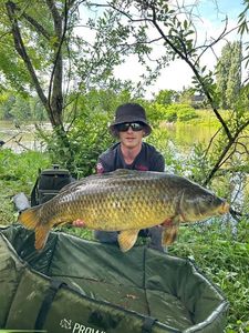 Common Carp