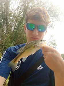 Largemouth Bass