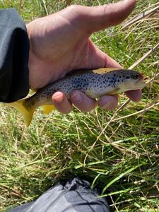 Brown Trout