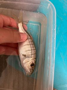 White Seabream