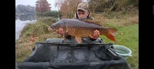 Common Carp
