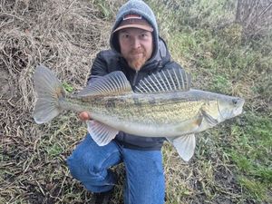 Zander