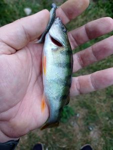 European Perch