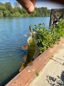 European Perch