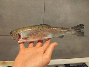 Rainbow Trout