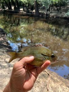 Redbreast Sunfish