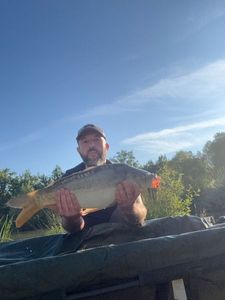 Mirror Carp