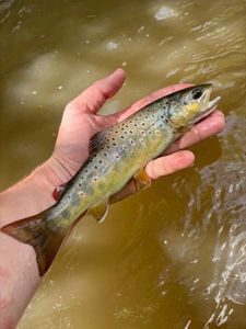 Brown Trout