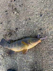 Ballan Wrasse