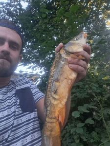 Mirror Carp