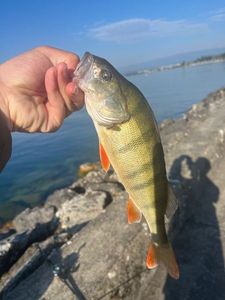 European Perch