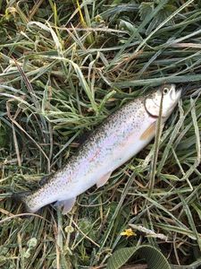 Rainbow Trout
