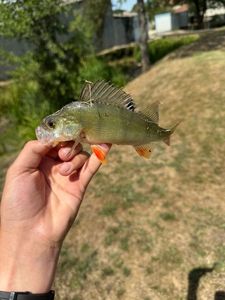European Perch