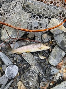 Brown Trout