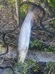 Rainbow Trout