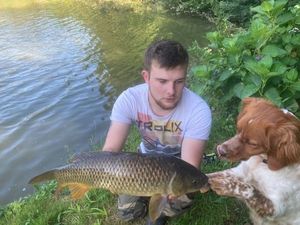 Common Carp