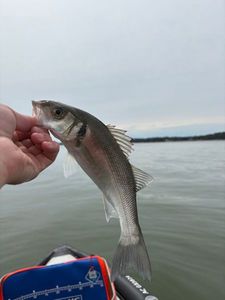 European Bass (Seabass)