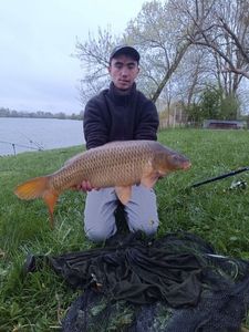 Common Carp