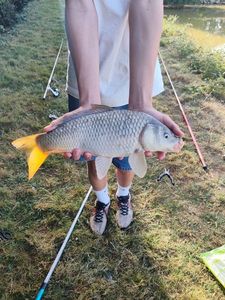 Common Carp