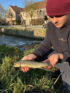 Brown Trout