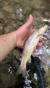 Brown Trout