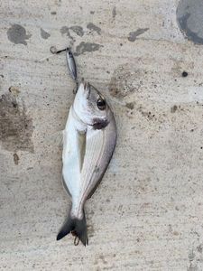 Gilthead Seabream