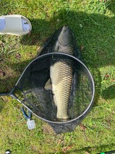 Silver Carp