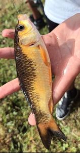 Koï Fish