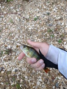 European Perch