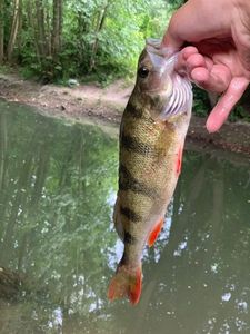 European Perch