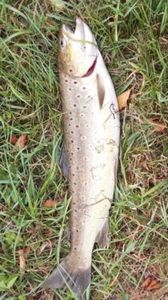 Brown Trout