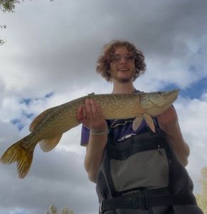 Northern Pike