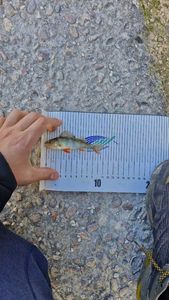 European Perch