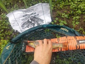 Brown Trout