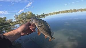 European Perch