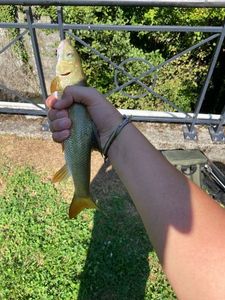 Barbel