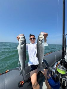 European Bass (Seabass)