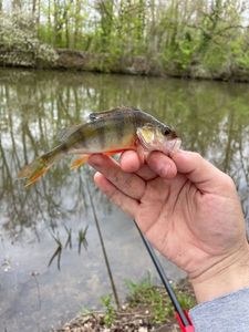 Yellow Perch