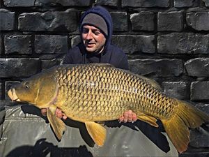 Common Carp