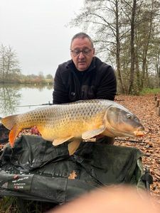 Common Carp