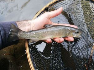Brook Trout