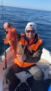 Red Scorpionfish