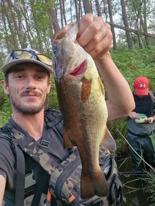 Largemouth Bass