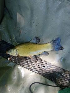 Tench