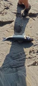 European Bass (Seabass)