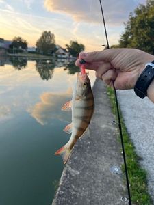 European Perch