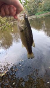 Largemouth Bass