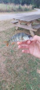 European Perch