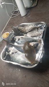 Gilthead Seabream