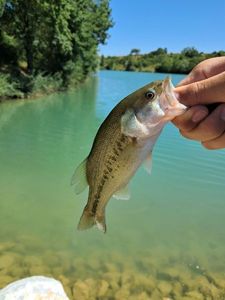 Largemouth Bass